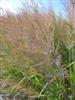 Photo of Genus=Panicum&Species=virgatum&Common=Dallas Blues Switch Grass&Cultivar='Dallas Blues'