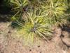 Photo of Genus=Pinus&Species=densiflora&Common=Dragon's Eye Pine&Cultivar='Oculus-draconis'
