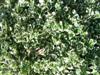 Photo of Genus=Euonymus&Species=fortunei&Common=Emerald Gaiety Wintercreeper&Cultivar='Emerald Gaiety'