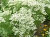 Photo of Genus=Eupatorium&Species=hyssopifolium&Common=Hyssop Leaved Thoroughwort&Cultivar=