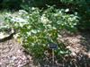 Photo of Genus=Fothergilla&Species=major&Common=Mt. Airy Fothergilla&Cultivar='Mt. Airy'