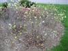 Photo of Genus=Fothergilla&Species=gardenii&Common=Dwarf Fothergilla&Cultivar=