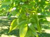 Photo of Genus=Fraxinus&Species=pennsylvanica&Common=Green Ash&Cultivar=