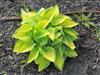 Photo of Genus=Hosta&Species=&Common=Hosta June&Cultivar='June'