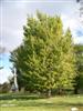 Photo of Genus=Ginkgo&Species=biloba&Common=Autumn Gold Maidenhair Tree&Cultivar='Autumn Gold'