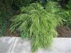 Photo of Genus=Hakonechloa&Species=macra&Common=Variagated Japanese Fountain Grass&Cultivar='Variegata'