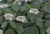 Photo of Genus=Hydrangea&Species=arborescens&Common=Smooth Hydrangea&Cultivar=