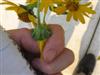 Photo of Genus=Heliopsis&Species=helianthoides&Common=False Sunflower, Oxeye&Cultivar=