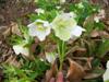 Photo of Genus=Helleborus&Species=x hybridus&Common=Lenten Rose&Cultivar='White Lady'