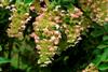 Photo of Genus=Hydrangea&Species=paniculata&Common=Panicle Hydrangea&Cultivar=