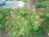 Photo of Genus=Hydrangea&Species=quercifolia&Common=Oakleaf Hydrangea&Cultivar='Pee Wee'