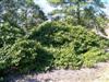 Photo of Genus=Ilex&Species=opaca&Common=Maryland Dwarf American Holly&Cultivar='Maryland Dwarf'