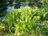Photo of Genus=Iris&Species=pseudacorus&Common=Yellow Flag Iris&Cultivar=
