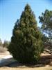 Photo of Genus=Picea&Species=abies&Common=Kop's Fastigiate Norway Spruce&Cultivar='Kop's Fastigiate'
