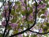 Photo of Genus=Prunus&Species=serrulata&Common=Kwanzan Double Flowering Cherry&Cultivar='Kwanzan'