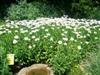 Photo of Genus=Leucanthemum&Species=x superbum&Common=Becky Shasta Daisy&Cultivar='Becky'