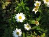 Photo of Genus=Leucanthemum&Species=superbum&Common=Shasta Daisy&Cultivar=