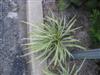 Photo of Genus=Liriope&Species=muscari&Common=Lily Turf&Cultivar='Variegata'
