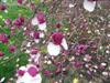 Photo of Genus=Magnolia&Species=x soulangeana&Common=Lennei Magnolia&Cultivar='Lennei'