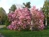 Photo of Genus=Magnolia&Species=x liliiflora&Common=Betty Magnolia&Cultivar='Betty'