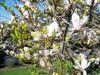Photo of Genus=Magnolia&Species=x&Common=United Way Magnolia&Cultivar='United Way'