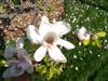 Photo of Genus=Magnolia&Species=x&Common=United Way Magnolia&Cultivar='United Way'