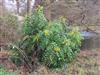 Photo of Genus=Mahonia&Species=lindsayae&Common=Mahonia&Cultivar=