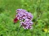 Photo of Genus=Verbena&Species=bonariensis&Common=Purpletop Vervain&Cultivar=