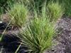 Photo of Genus=Miscanthus&Species=sinensis&Common=Gold Bar Maiden Grass&Cultivar='Gold Bar'