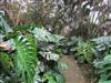 Photo of Genus=Monstera&Species=deliciosa&Common=Tiger Claw, Split Leaf Philodendron&Cultivar=