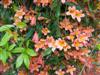 Photo of Genus=Bignonia&Species=capreolata&Common=Tangerine Beauty Crossvine&Cultivar='Tangerine Beauty'