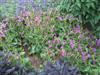 Photo of Genus=Nicotiana&Species=alata&Common=Flowering Tobacco&Cultivar=