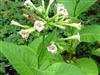 Photo of Genus=Nicotiana&Species=tobacum&Common=Tobacco&Cultivar=