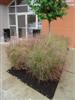Photo of Genus=Panicum&Species=virgatum&Common=Shenandoah Switch Grass&Cultivar='Shenandoah'