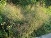 Photo of Genus=Panicum&Species=virgatum&Common=Switch Grass&Cultivar=