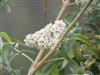 Photo of Genus=Buddleia&Species=salviifolia&Common=&Cultivar=