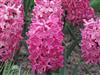 Photo of Genus=Hyacinthus&Species=orientalis&Common=Jan Bos&Cultivar=