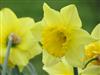 Photo of Genus=Narcissus&Species=spp&Common=&Cultivar=Dick Wilden