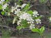 Photo of Genus=Prunus&Species=fruiticosa&Common=&Cultivar=