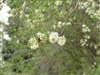Photo of Genus=Prunus&Species=maackii&Common=&Cultivar=