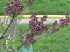 Photo of Genus=Syringa&Species=vulgaris&Common=Common Lilac&Cultivar=