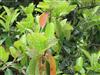Photo of Genus=Viburnum&Species=odoratissimum&Common=&Cultivar=
