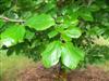 Photo of Genus=Parrotia&Species=persica&Common=Persian Parrotia&Cultivar=