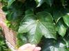 Photo of Genus=Parthenocissus&Species=tricuspidata&Common=Boston Ivy&Cultivar=