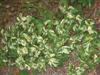 Photo of Genus=Persicaria&Species=virginiana&Common=Persicaria, Tovara&Cultivar=