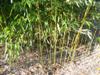 Photo of Genus=Phyllostachys&Species=aureosulcata&Common=Yellow Groove Bamboo&Cultivar=