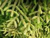 Photo of Genus=Picea&Species=orientalis&Common=Skylands Oriental Spruce&Cultivar='Skylands'