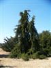 Photo of Genus=Picea&Species=abies&Common=Drooping Norway Spruce&Cultivar='Inversa'