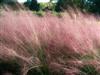 Photo of Genus=Muhlenbergia&Species=capillaris&Common=Pink Muhly Grass&Cultivar=