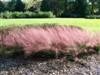 Photo of Genus=Muhlenbergia&Species=capillaris&Common=Pink Muhly Grass&Cultivar=
